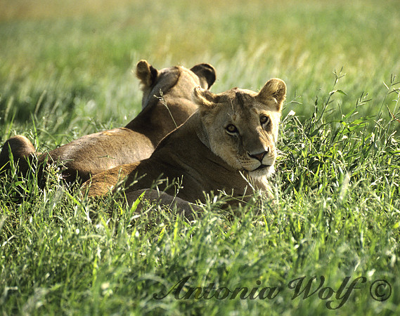 Lion Sisters