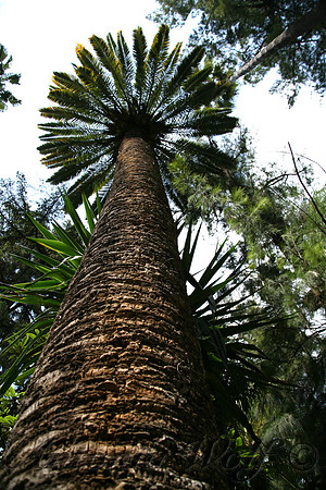 Palmtree in the Garden of Alcazar Sevilla