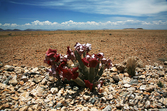 Plant used for Stopping Hunger