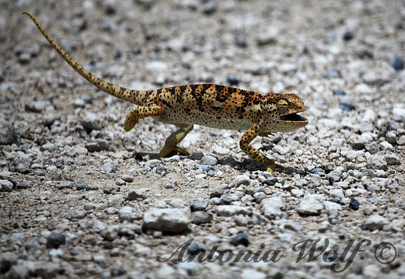 Dancing Chameleon