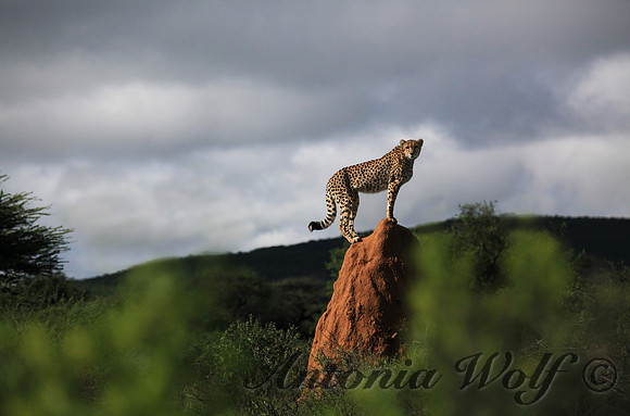 Termite Hill as Outlook Station Namibia