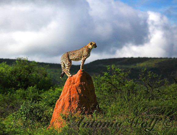 Cheetah on Termite Hill in Namibia