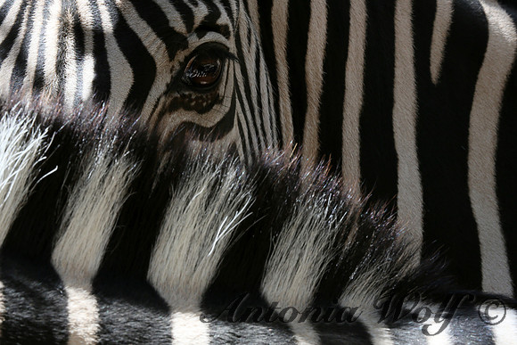 Eye of the Zebra