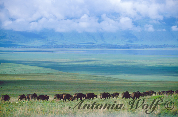The Gathering in the Ngorongoro Crater