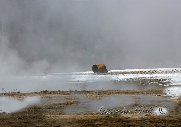 Bison in the Steam