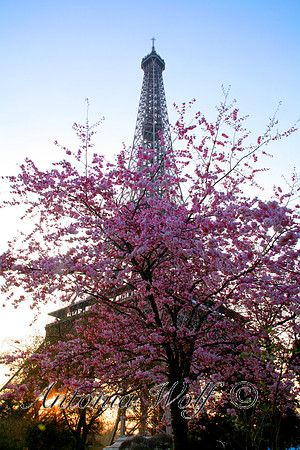 Blooming Appletree with Eifel Tower:Paris