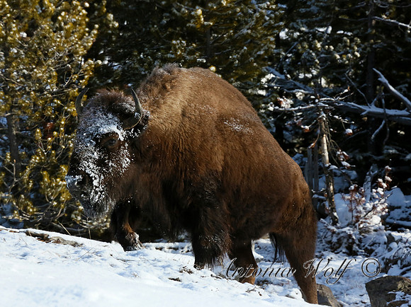 All Bull