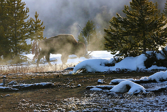 Morning Mist