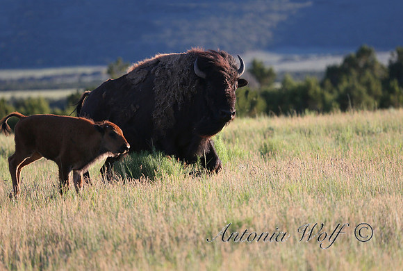 Buffalo Mom with Calf