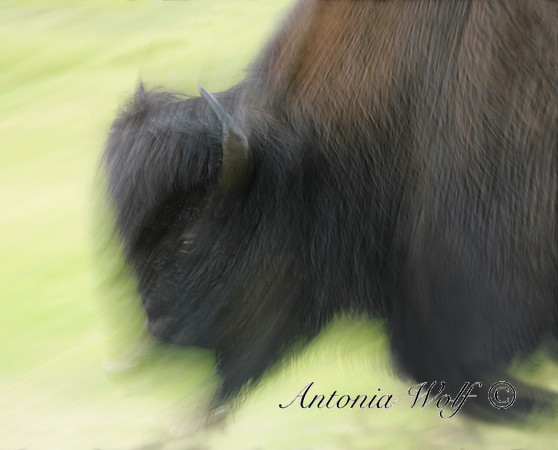 Charging Buffalo