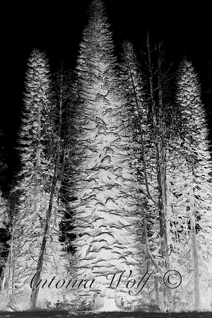 Fir Trees Alight