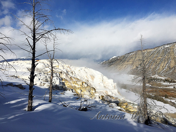 Mammoth Hot Springs