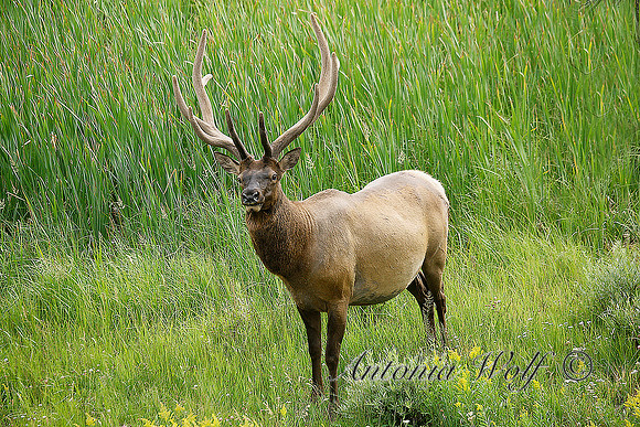 Six point Bull Elk