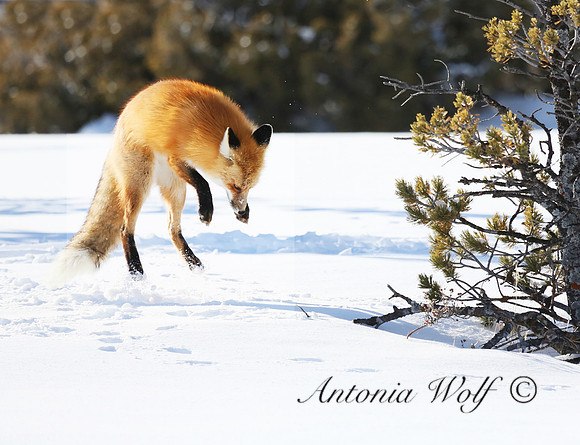 Red Fox on the Hunt