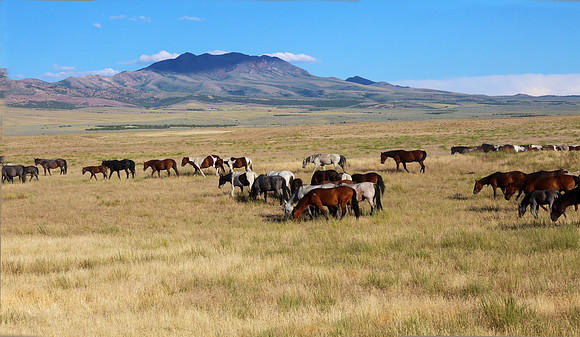 Where the Mustangs Roam